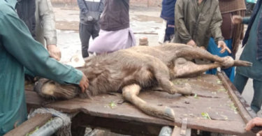 نایاب سمبر ہرن نے ہندوستان سے پاکستان کو عبور کرنے کے بعد بچایا