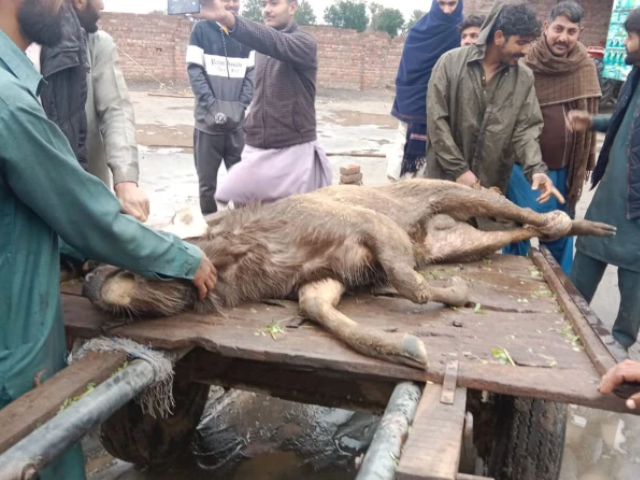 نایاب سمبر ہرن نے ہندوستان سے پاکستان کو عبور کرنے کے بعد بچایا