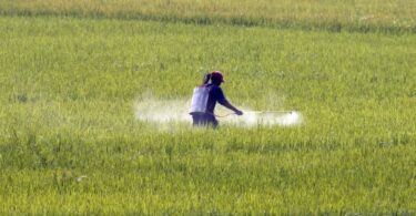 پاکستان نے کھانے کی برآمد میں اضافے میں 20 ماہ کا سلسلہ دیکھا ، $ 5.75bn سے ٹکرا گیا